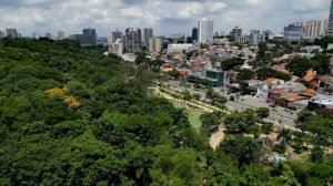 Bosque Maia