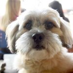 Castra Pet Móvel realiza esterilização gratuita de 330 cães e gatos_Easy-Resize.com