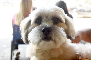 Castra Pet Móvel realiza esterilização gratuita de 330 cães e gatos_Easy-Resize.com