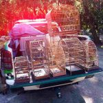 crime ambiental