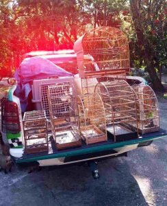 crime ambiental