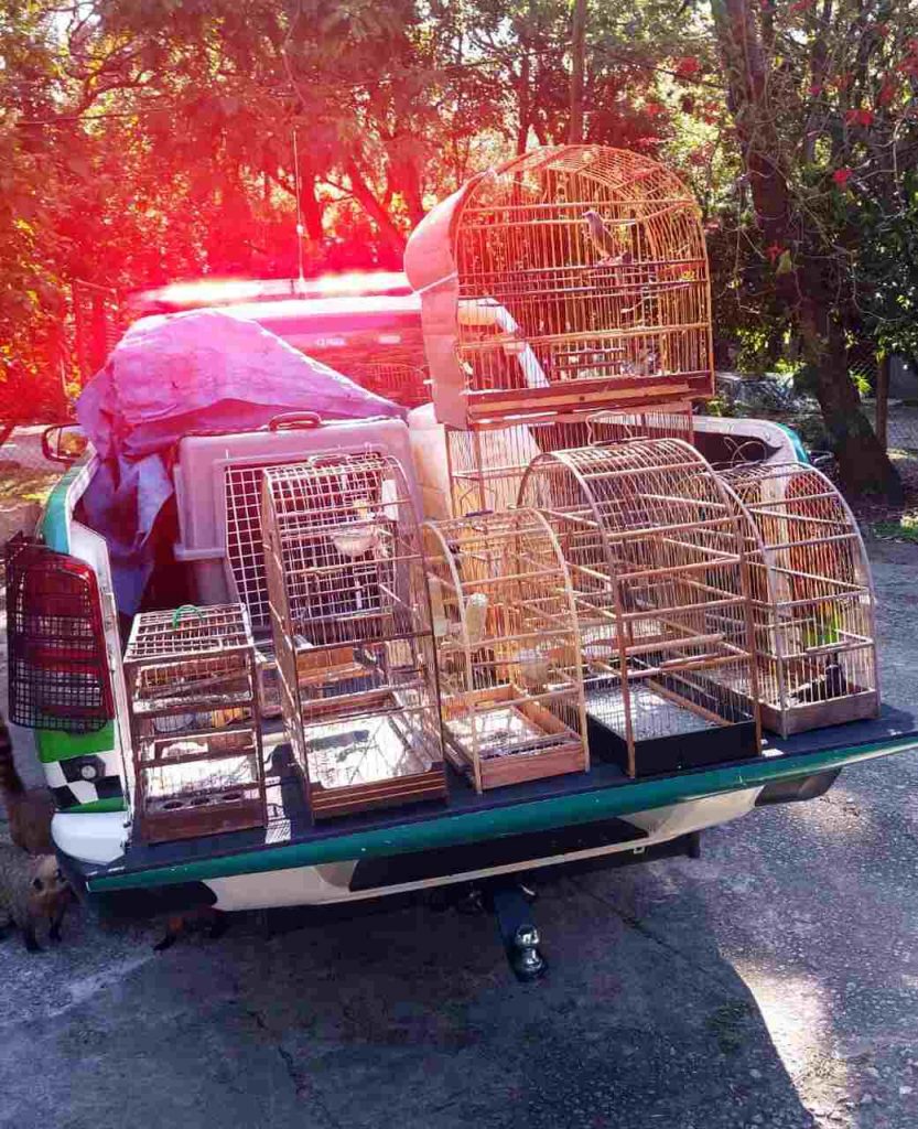 crime ambiental