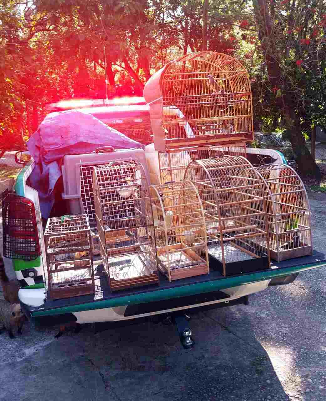crime ambiental