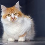 Gato adoção