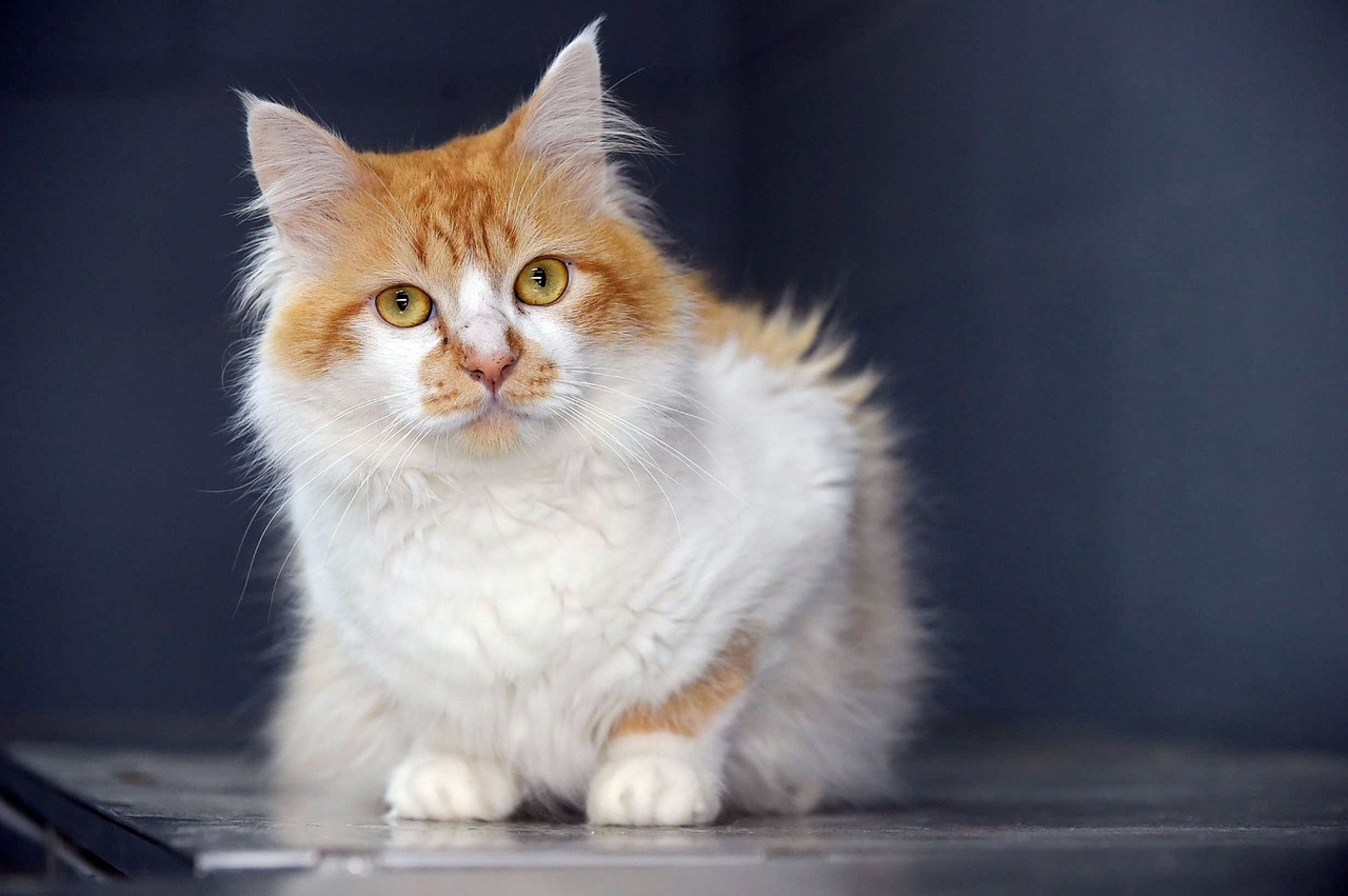 Gato adoção