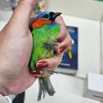 pássaro-encontrado-em-bagagem-aeroporto-guarulhos