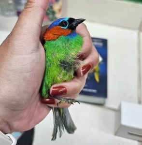 pássaro-encontrado-em-bagagem-aeroporto-guarulhos