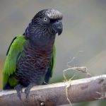 Pássaro no Zoológico de Guarulhos