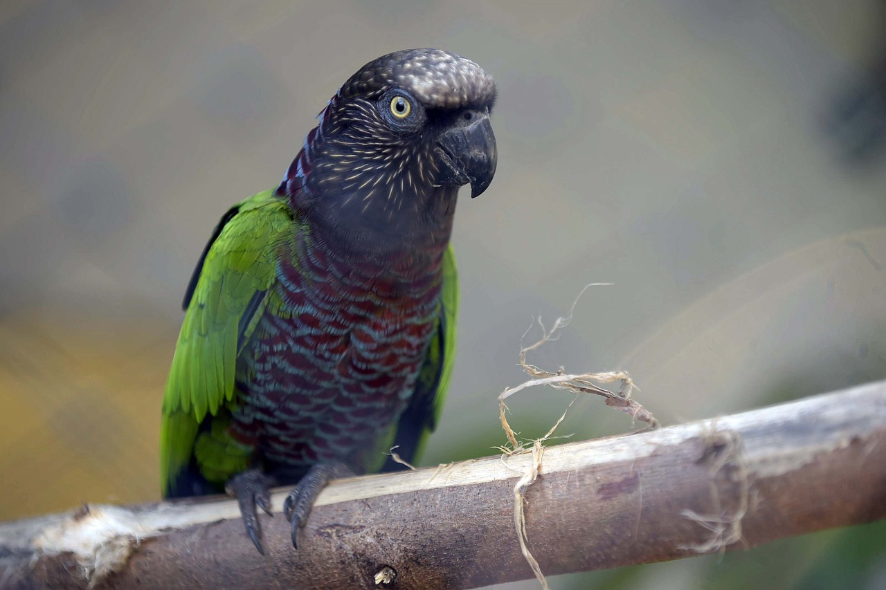 Pássaro no Zoológico de Guarulhos