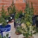 plantação de maconha no bonsucesso_Easy-Resize.com