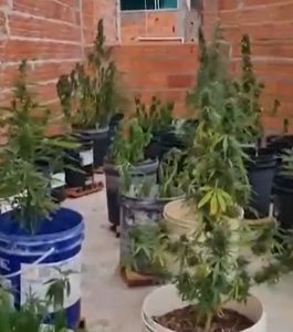 plantação de maconha no bonsucesso_Easy-Resize.com
