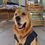 1º Festival Pet Friendly de Guarulhos - Cão