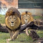 zoo guarulhos leões leão