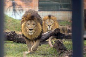 zoo guarulhos leões leão
