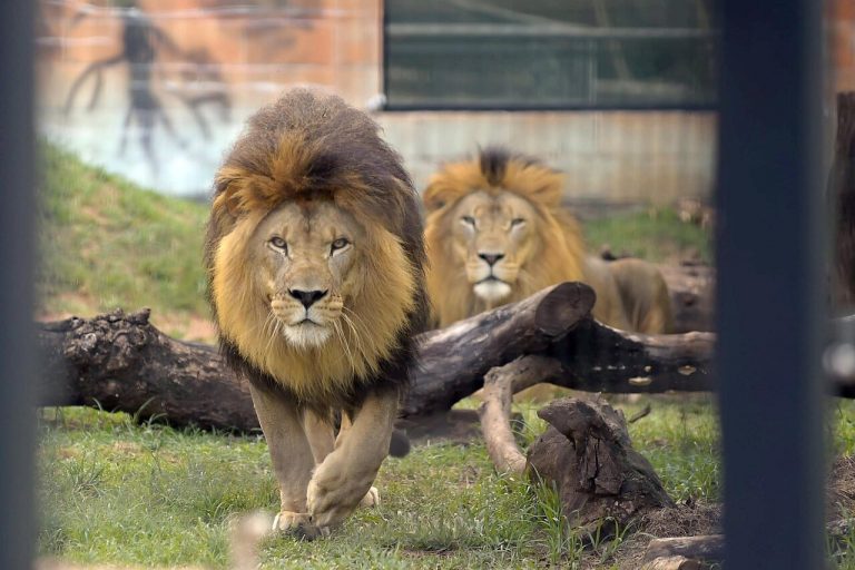 zoo guarulhos leões leão