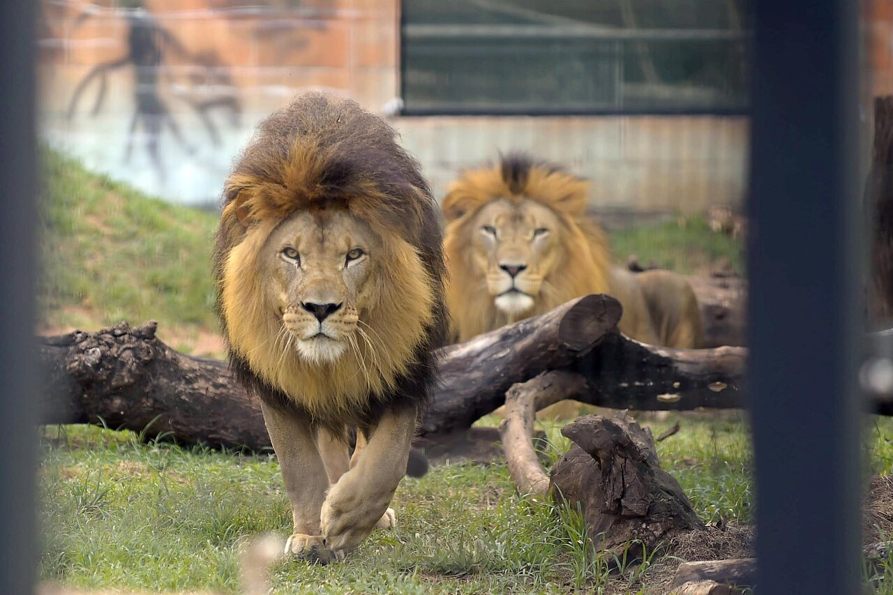 zoo guarulhos leões leão