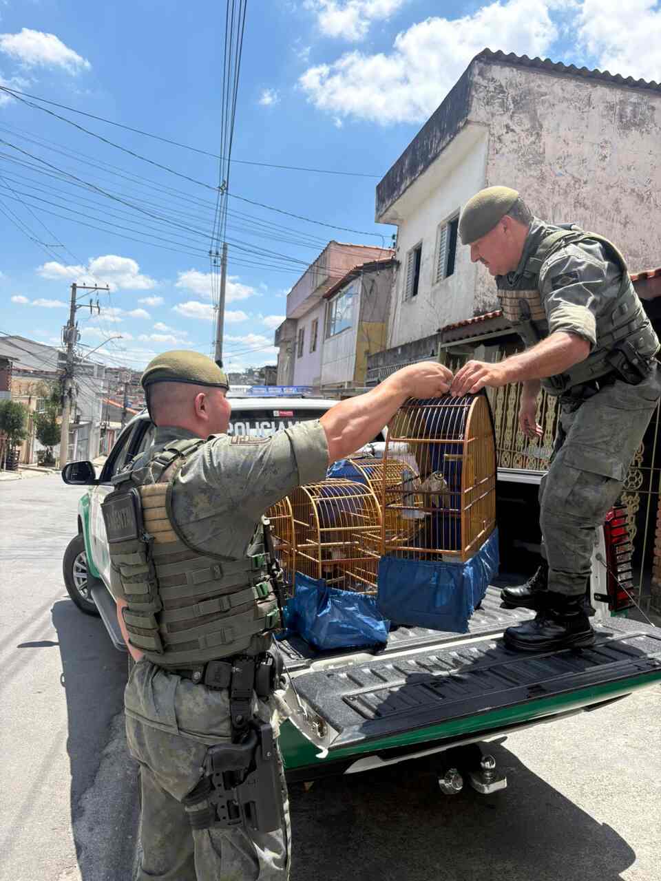 GCM de Guarulhos resgata nove aves silvestres e desmonta criadouro ilegal