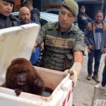 GCM resgata macaco bugio-ruivo ferido