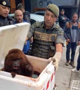 GCM resgata macaco bugio-ruivo ferido