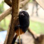 Mico-leao-preto-zoo-guarulhos