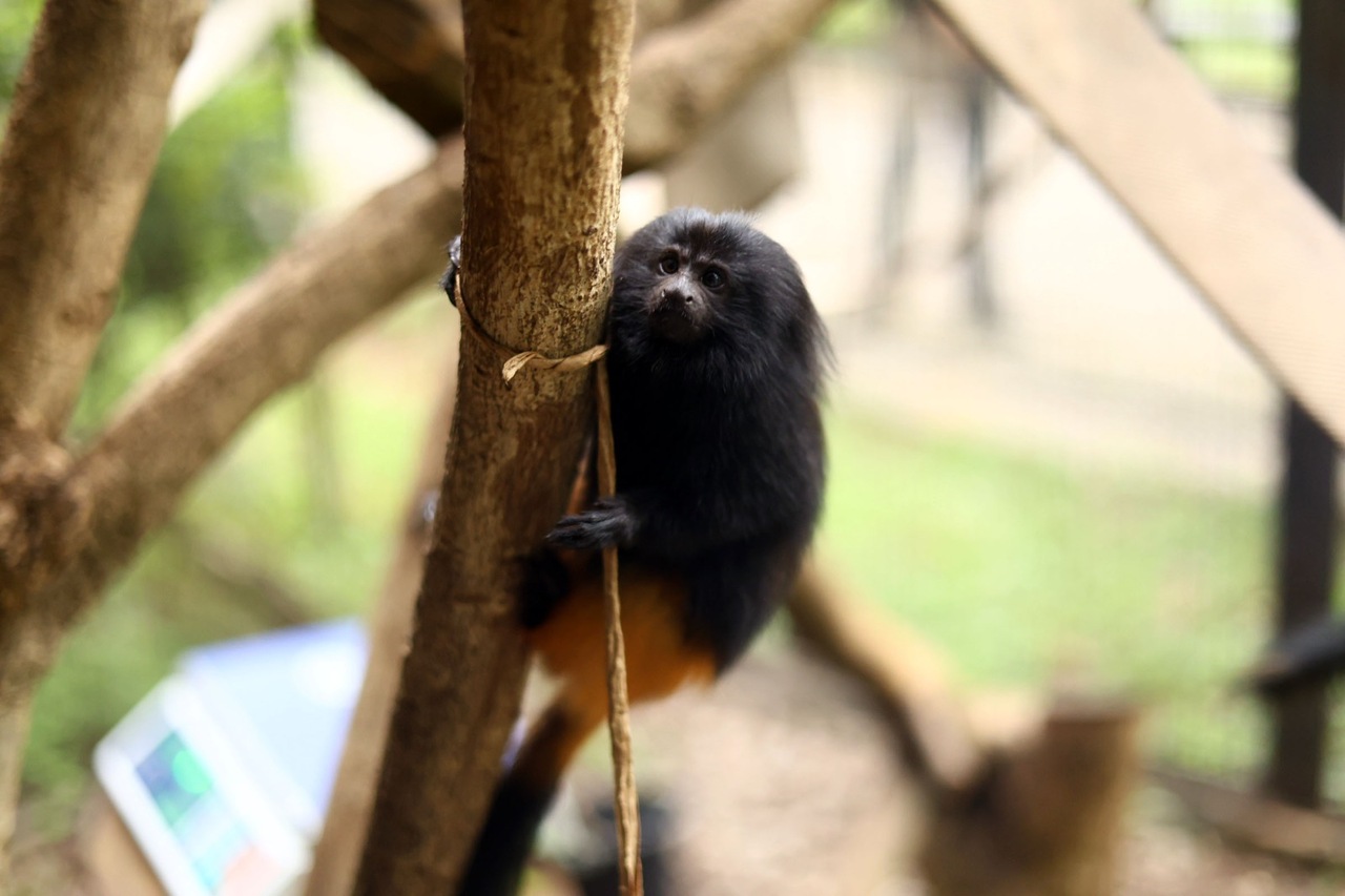 Mico-leao-preto-zoo-guarulhos