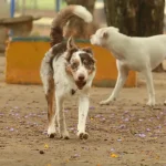 cachorros