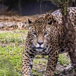 onça x Zoológico de São Paulo