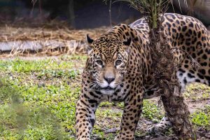 onça x Zoológico de São Paulo