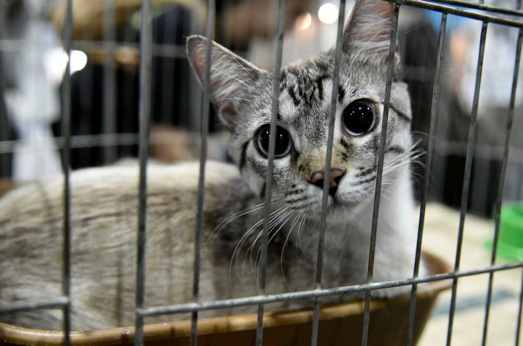 pets parceria supermercado_Easy-Resize.com
