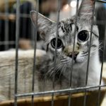 pets parceria supermercado_Easy-Resize.com