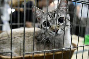 pets parceria supermercado_Easy-Resize.com