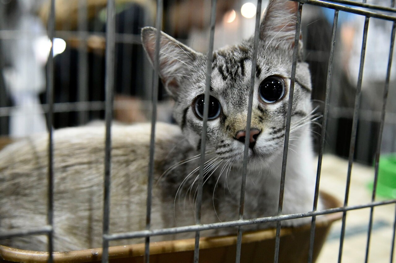 pets parceria supermercado_Easy-Resize.com