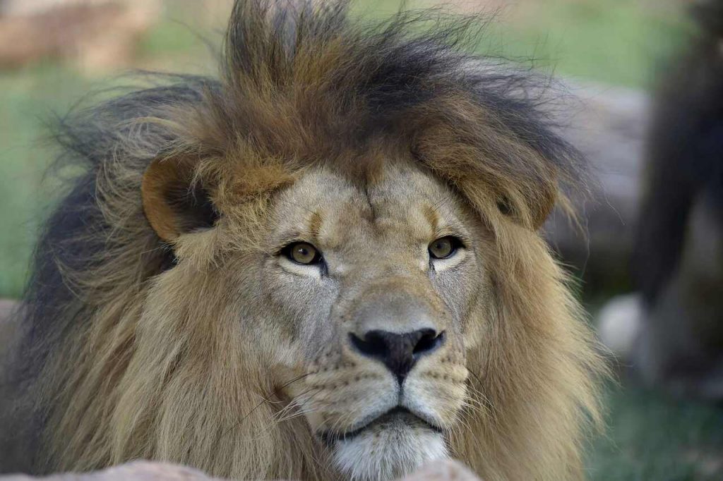 Leão do Zoológico de Guarulhos