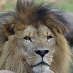 Leão do Zoológico de Guarulhos