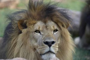 Leão do Zoológico de Guarulhos