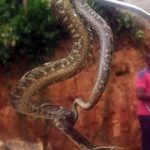 gcm resgata jararaca