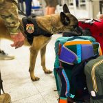 cão farejador, bagagens, Aeroporto de Guarulhos