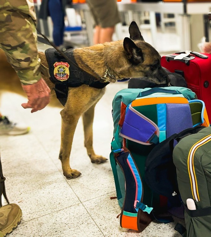 cão farejador, bagagens, Aeroporto de Guarulhos
