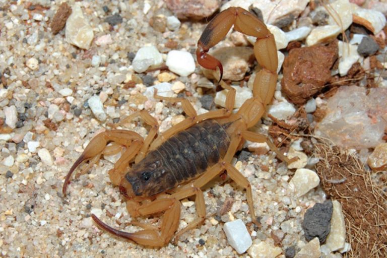 escorpião
