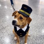 Charlie, cachorro e mascote do GRU Airport