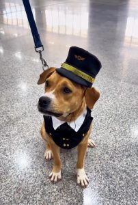 Charlie, cachorro e mascote do GRU Airport