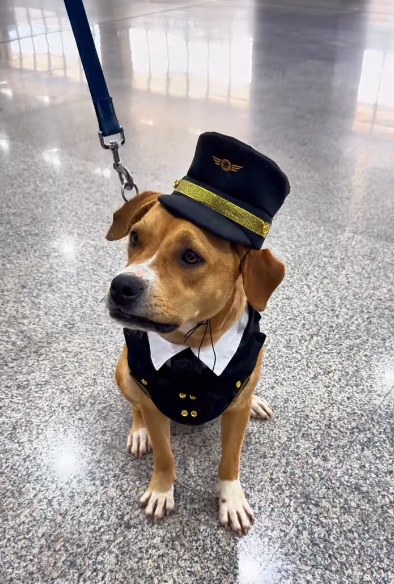Charlie, cachorro e mascote do GRU Airport