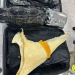 barbatanas de tubarão