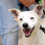 cão bite