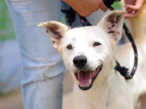 cão bite