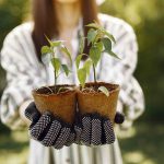 mudas de plantas