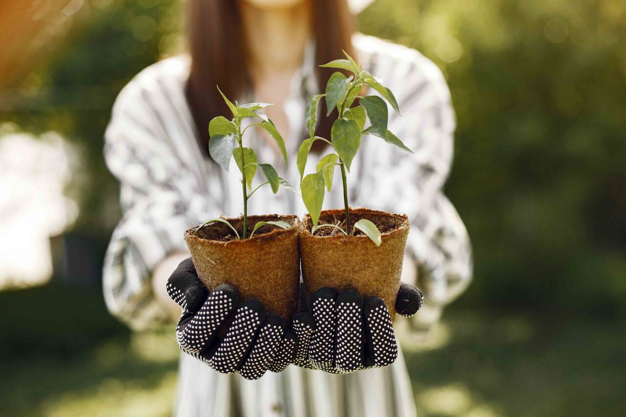 mudas de plantas