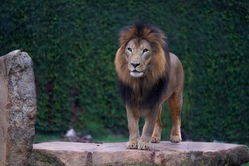 Leão Khalifa do Zoológico de Guarulhos