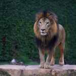 Leão Khalifa do Zoológico de Guarulhos