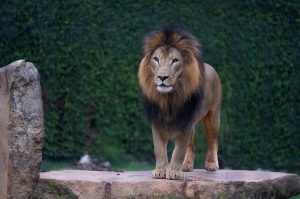 Leão Khalifa do Zoológico de Guarulhos